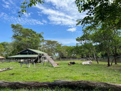 Miri Crocodile Farm and Mini Zoo Experience